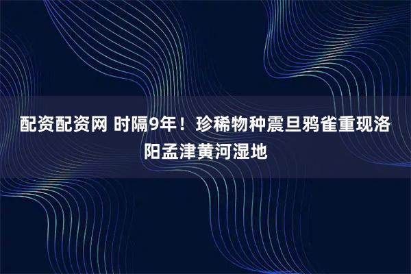 配资配资网 时隔9年！珍稀物种震旦鸦雀重现洛阳孟津黄河湿地